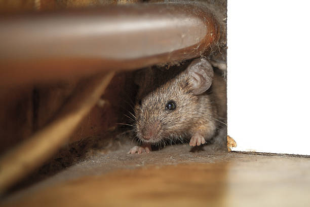 souris dans la maison